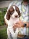 English Pointer Puppies for sale in Los Angeles, CA, USA. price: $850