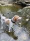 English Pointer Puppies for sale in Arlington Heights, IL, USA. price: $1,000