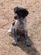 English Pointer Puppies for sale in Harrah, OK, USA. price: NA