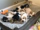 English Pointer Puppies for sale in New York, NY, USA. price: NA