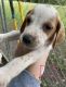English Pointer Puppies for sale in Spotsylvania County, VA, USA. price: NA