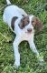English Pointer Puppies for sale in Chino, CA, USA. price: $400