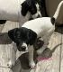 English Pointer Puppies for sale in Brainerd, MN 56401, USA. price: $800