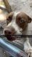 English Pointer Puppies for sale in St. Cloud, Florida. price: $900