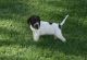 English Pointer Puppies for sale in Los Angeles, CA, USA. price: NA
