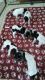 English Pointer Puppies for sale in Carlsbad, CA, USA. price: NA
