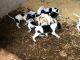 English Pointer Puppies for sale in Los Andes St, Lake Forest, CA 92630, USA. price: NA