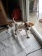English Pointer Puppies for sale in Rancho Cucamonga, CA 91730, USA. price: NA