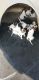 English Pointer Puppies for sale in Rancho Cucamonga, CA 91730, USA. price: $600