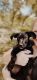 English Pointer Puppies for sale in Victoria, TX, USA. price: NA