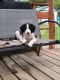 English Pointer Puppies for sale in Burtrum, MN 56318, USA. price: $400