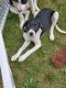 English Pointer Puppies for sale in Burtrum, MN 56318, USA. price: $500