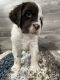 English Setter Puppies for sale in Jefferson, IA 50129, USA. price: $600