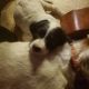 English Setter Puppies for sale in Mesa, AZ, USA. price: NA