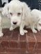 English Setter Puppies for sale in Scottsboro, AL, USA. price: NA