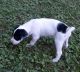 English Setter Puppies for sale in Jamaica, VA 23079, USA. price: $200