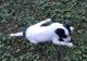 English Setter Puppies for sale in Jamaica, VA 23079, USA. price: NA