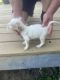 English Setter Puppies for sale in Falmouth, KY, USA. price: $400
