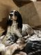 English Setter Puppies for sale in Mcveytown, PA 17051, USA. price: $1,000