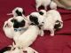 English Setter Puppies for sale in Reno, NV, USA. price: $850