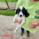 English Setter Puppies for sale in Mt Sterling, KY 40353, USA. price: NA