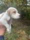English Setter Puppies for sale in Falmouth, KY, USA. price: $350