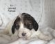 English Setter Puppies for sale in Jonesville, MI 49250, USA. price: $700