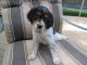 English Setter Puppies for sale in Burbank, WA 99323, USA. price: $600