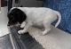 English Setter Puppies for sale in Carlsbad, CA, USA. price: NA