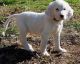 English Setter Puppies for sale in Houston, TX, USA. price: NA