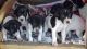 English Setter Puppies for sale in Honolulu, HI, USA. price: NA