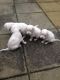 English Setter Puppies for sale in Los Angeles, CA, USA. price: NA