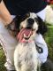 English Setter Puppies for sale in Dallas, TX, USA. price: NA