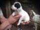 English Setter Puppies for sale in El Paso, TX, USA. price: NA