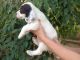 English Setter Puppies for sale in Baywood-Los Osos, CA 93402, USA. price: NA