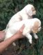 English Setter Puppies for sale in New York, IA 50238, USA. price: NA