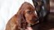 English Setter Puppies for sale in Evanston, IL, USA. price: NA