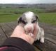 English Setter Puppies for sale in Seattle, WA, USA. price: NA