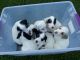 English Setter Puppies for sale in Morrice, MI 48857, USA. price: $800