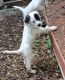 English Setter Puppies for sale in Chicago, IL, USA. price: NA