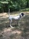 English Setter Puppies for sale in Daviess County, IN, USA. price: NA