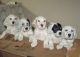 English Setter Puppies for sale in Croswell, MI 48422, USA. price: NA
