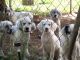English Setter Puppies for sale in Carsonville, MI 48419, USA. price: NA