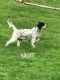 English Setter Puppies for sale in Hurricane, WV, USA. price: NA