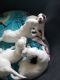 English Setter Puppies for sale in Garden City, MI 48135, USA. price: NA
