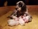 English Setter Puppies for sale in Union Grove, NC 28689, USA. price: NA