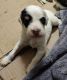 English Setter Puppies for sale in Polk, NE 68654, USA. price: NA