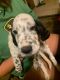 English Setter Puppies for sale in Gilberts, IL, USA. price: $400