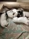 English Setter Puppies for sale in Lake Stevens, WA 98258, USA. price: NA
