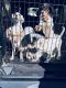 English Setter Puppies for sale in Lithia, FL, USA. price: $750